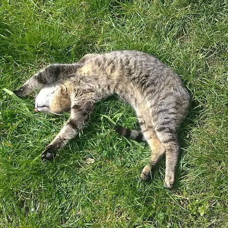 Cascina Baracico, Stanza Della Pace Rocca Grimalda